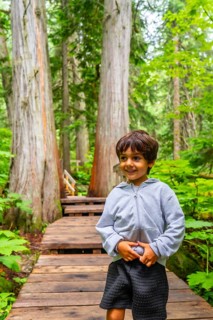 Happy child hiking along a boardwalk trail surrounded by giant cedar trees in mount revelstoke