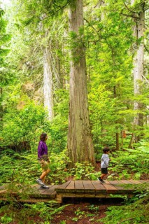 Mother and son enjoying a hike through lush green forest with giant cedar trees, exploring nature