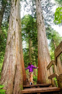 Young woman tourist is enjoying the walk on a wooden boardwalk trail among giant cedar trees in