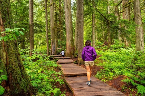Tourists enjoying a serene walk along the giant cedars boardwalk trail in mount revelstoke national