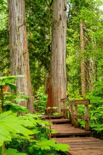 Wooden boardwalk steps and path winding through lush devil's club plants and giant cedar trees in
