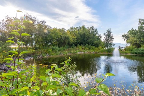 Lush greenery surrounds a tranquil pond with a water fountain, creating a serene oasis in salmon