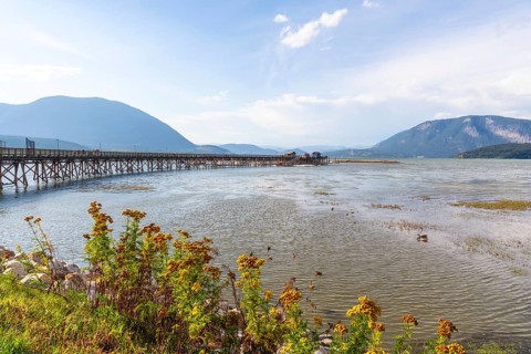 Yellow wildflowers blooming on the shore of shuswap lake with a long wooden pier stretching out