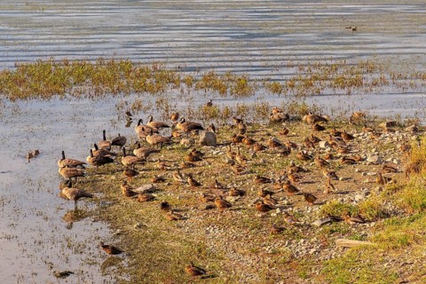 Canada geese and ducks are resting on the shore of shuswap lake in salmon arm, british columbia,