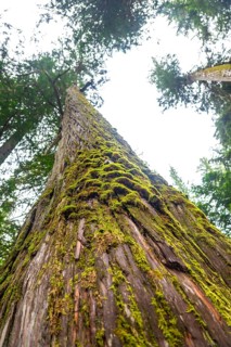 Low angle view of moss growing on a giant cedar tree in a forest located in the canadian rockies,