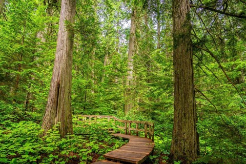 Wooden boardwalk winding through a lush green forest with giant cedar trees in mount revelstoke