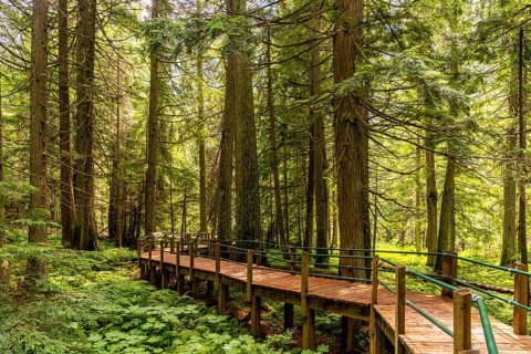 Sunlight filtering through towering hemlock trees illuminates a wooden boardwalk winding through a