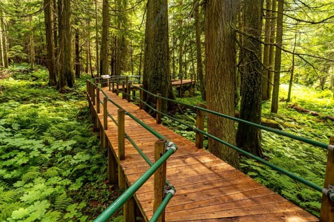 Sunlight filters through the towering hemlock trees, illuminating a wooden boardwalk that meanders