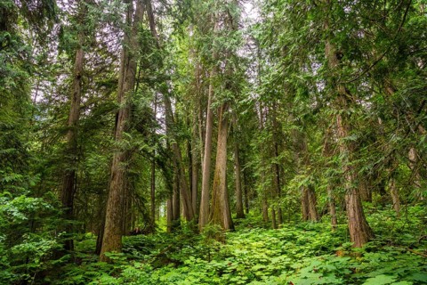 Majestic cedars rise from a vibrant carpet of ferns and devil's club, creating a serene and