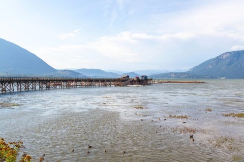 Ducks swimming in the shallow water of shuswap lake near a long wooden pier with small buildings at