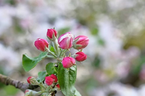 Apple blossoms (Malus), red still closed blossoms, bokeh in the background, close-up, spring,