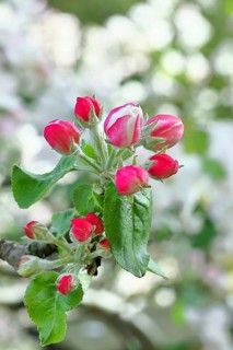 Apple blossoms (Malus), red still closed blossoms, bokeh in the background, close-up, Wilnsdorf,
