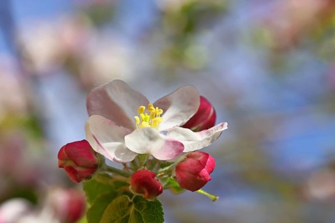 Apple blossoms (Malus), white blossoms with blue sky and bokeh in the background, close-up, spring,
