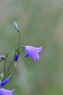 Meadow bellflower (Campanula patula), blue flower, on a rough meadow, Wilnsdorf, North