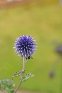 Blue globe thistle (Echinops ritro), flower, ornamental plant in a garden, Wilnsdorf, North