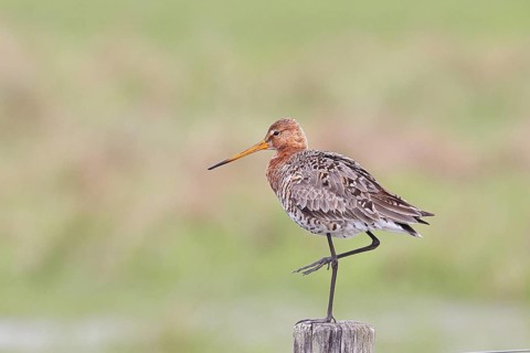 Black-tailed godwit (limosa limosa), on a perch, on a fence post, snipe birds, wildlife, nature