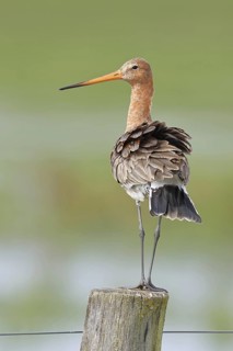 Black-tailed godwit (limosa limosa), on a perch, on a fence post, snipe birds, wildlife, nature