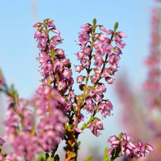 Flowering heather (Calluna vulgaris), heather, Trupacher Heide nature reserve, Siegen, North