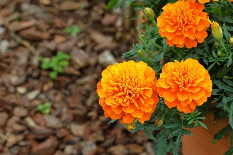 Bright orange flower of Tagetes erecta, close-up, in a garden, Wilnsdorf, North Rhine-Westphalia,