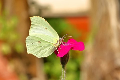 Lemon butterfly (Gonepteryx rhamny) on crown campion (Lychnis coronaria), in a nature garden,