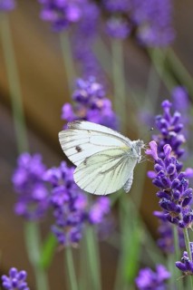 A Cabbage butterfly (Pieris brassicae) sucking nectar on the flower of true lavender (Lavandula