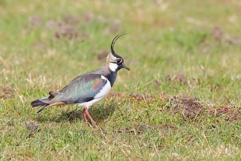 Lapwing (Vanellus vanellus), in splendid plumage, foraging in a marshy meadow, wildlife, Lembruch,