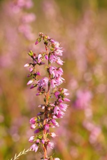 Flowering heather (Calluna vulgaris), heather, Trupacher Heide nature reserve, Siegen, North