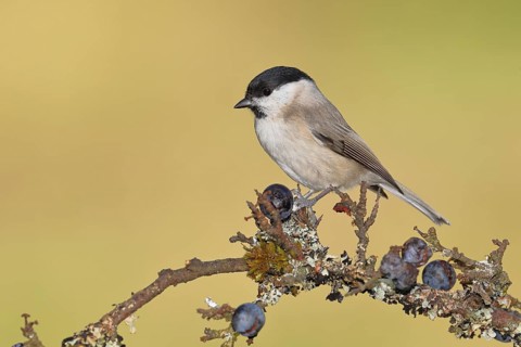 Marsh tit, (Parus palustris), sitting on a branch in a blackthorn bush, (Prunus spinosa), sloes,