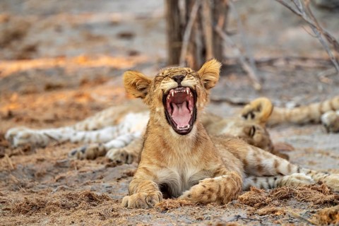Cub, lion (Panthera leo) yawning and showing teeth, Savuti, Chobe National Park, Botswana