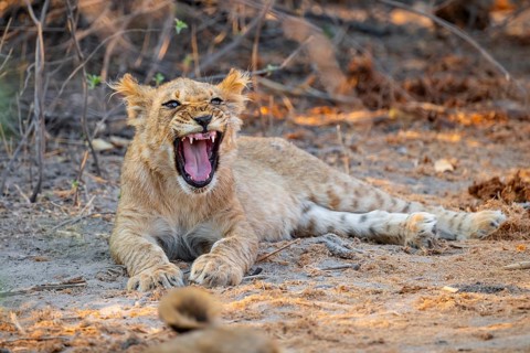 Cub, lion (Panthera leo) yawning, Savuti, Chobe National Park, Botswana