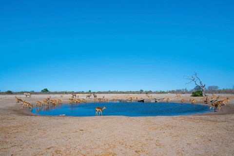 Impalas and various animals at the waterhole, Savuti, Chobe National Park, Botswana