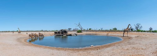 Elephant kudus and giraffes, various animals at the waterhole, Savuti, Chobe National Park National