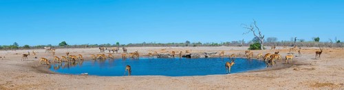 Panorama, impalas and various animals at the waterhole, Savuti, Chobe National Park, Botswana