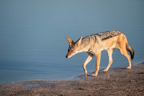 Black-backed jackal (Lupulella mesomelas) at a waterhole, Savuti, Chobe National Park, Botswana