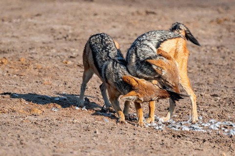 Two black-backed jackals (Lupulella mesomelas) hunting a pigeon, Savuti, Chobe National Park,