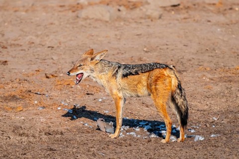 Black-backed jackal (Lupulella mesomelas) hunting a pigeon, Savuti, Chobe National Park, Botswana