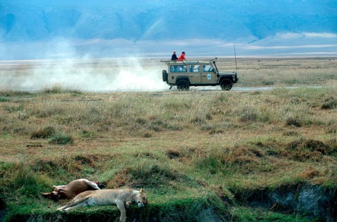 Safari vehicle, lioness resting next to her prey, Ngorongoro Crater, Tanzania, Africa, June 2000,