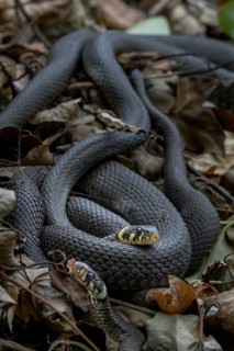 Grass snakes (Natrix natrix) like to rest on compost heaps and also use them for laying eggs,