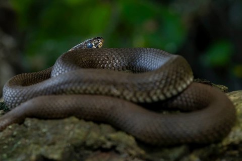 Grass snake (Natrix natrix) shortly in front of moulting, easily recognisable by the milky eyes and