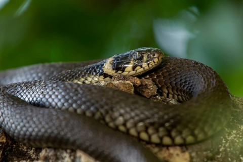 The cobwebs above the eye do not seem to bother the grass snake (Natrix natrix), Germany