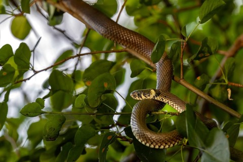 A rare and atypical behaviour for the grass snake (Natrix natrix), this species can be found in the