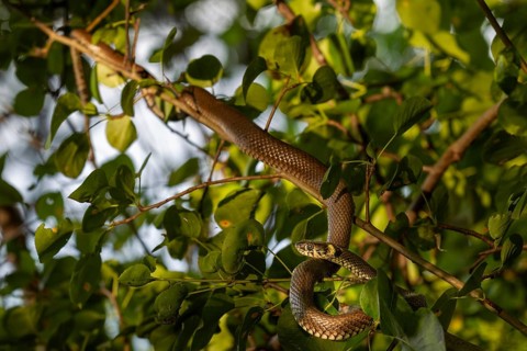 The grass snake (Natrix natrix) has sought out an unusual place to sunbathe, but is well protected