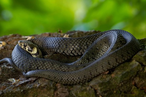 The grass snake (Natrix natrix) clearly feels safe in this spot and enjoys sunbathing, Germany