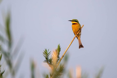 Dwarf spint (Merops pusillus), on the Kavango River, Namibia