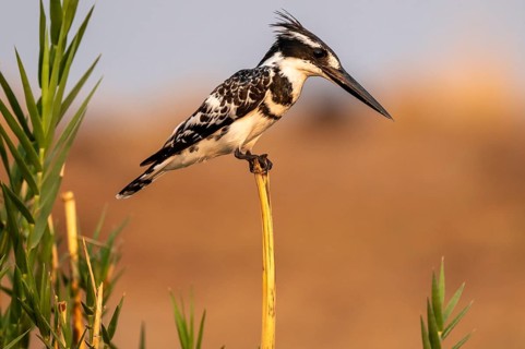 Grey Kingfisher (Ceryle rudis), on the Kavango River, Namibia
