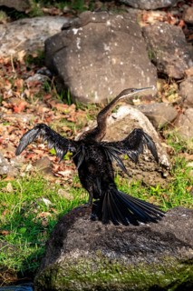 African Darter (Anhinga rufa), on the Kavango River, Namibia