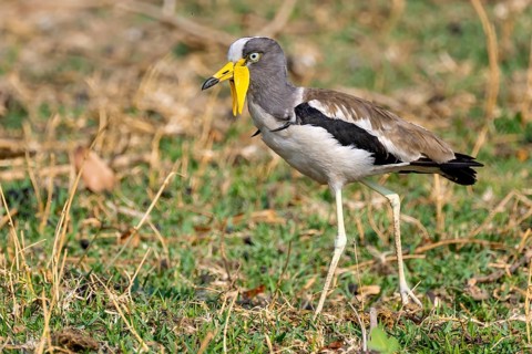 White-crowned lapwing (Vanellus albiceps), Ihaha, Chobe National Park, Botswana