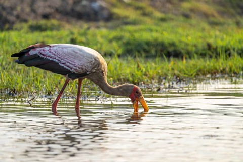Glutton (Mycteria ibis) in the water foraging on the Chobe River, Ihaha, Chobe National Park,