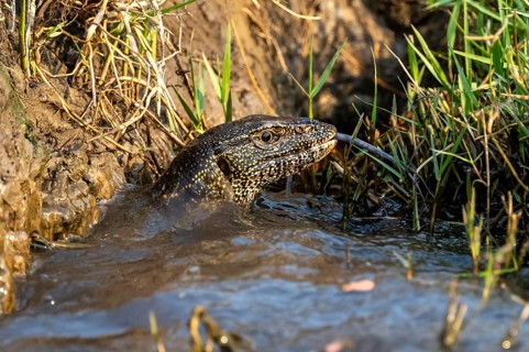 Nile monitor (Varanus niloticus) in the water, at the Chobe River, Ihaha, Chobe National Park,