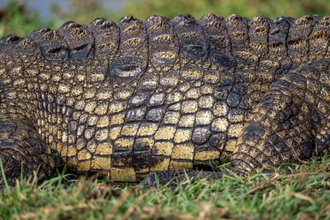 Nile crocodile (Crocodylus niloticus), detail of scales and skin, Ihaha, Chobe National Park,